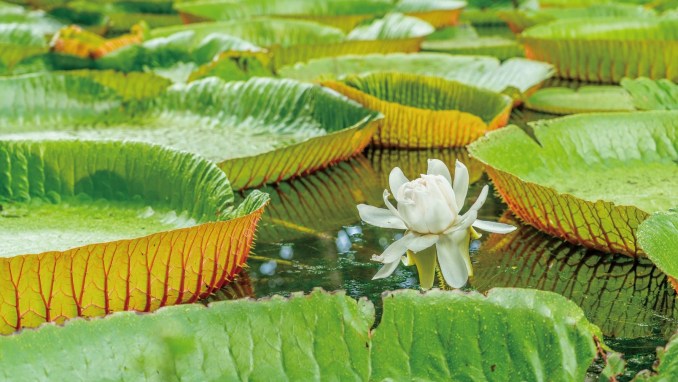 TAKE A STROLL IN THE PAMPLEMOUSSES BOTANICAL GARDEN